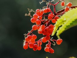Els fruits vermells
