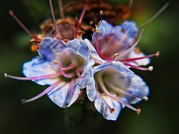 Flors