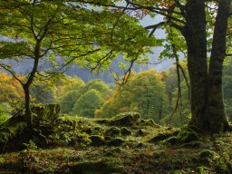 Bosc pirinenc