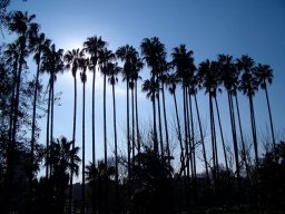 Palmeral