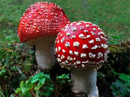 Premi Especial - Euro Amanita
